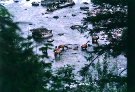 Deer Wading in River