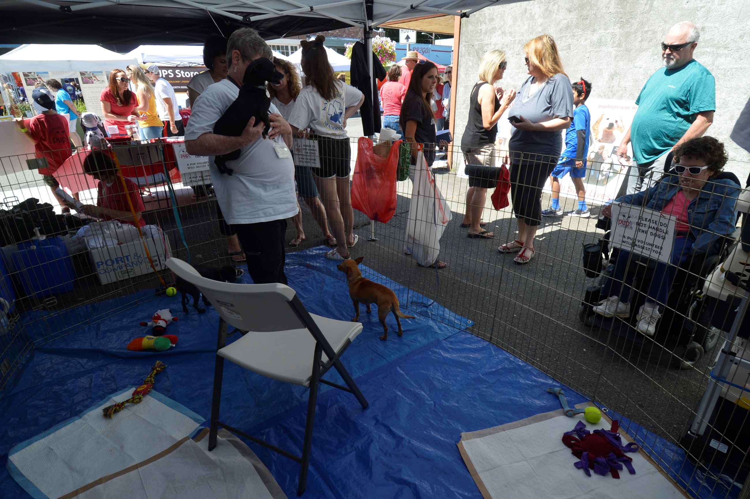 Puppies for Adoption