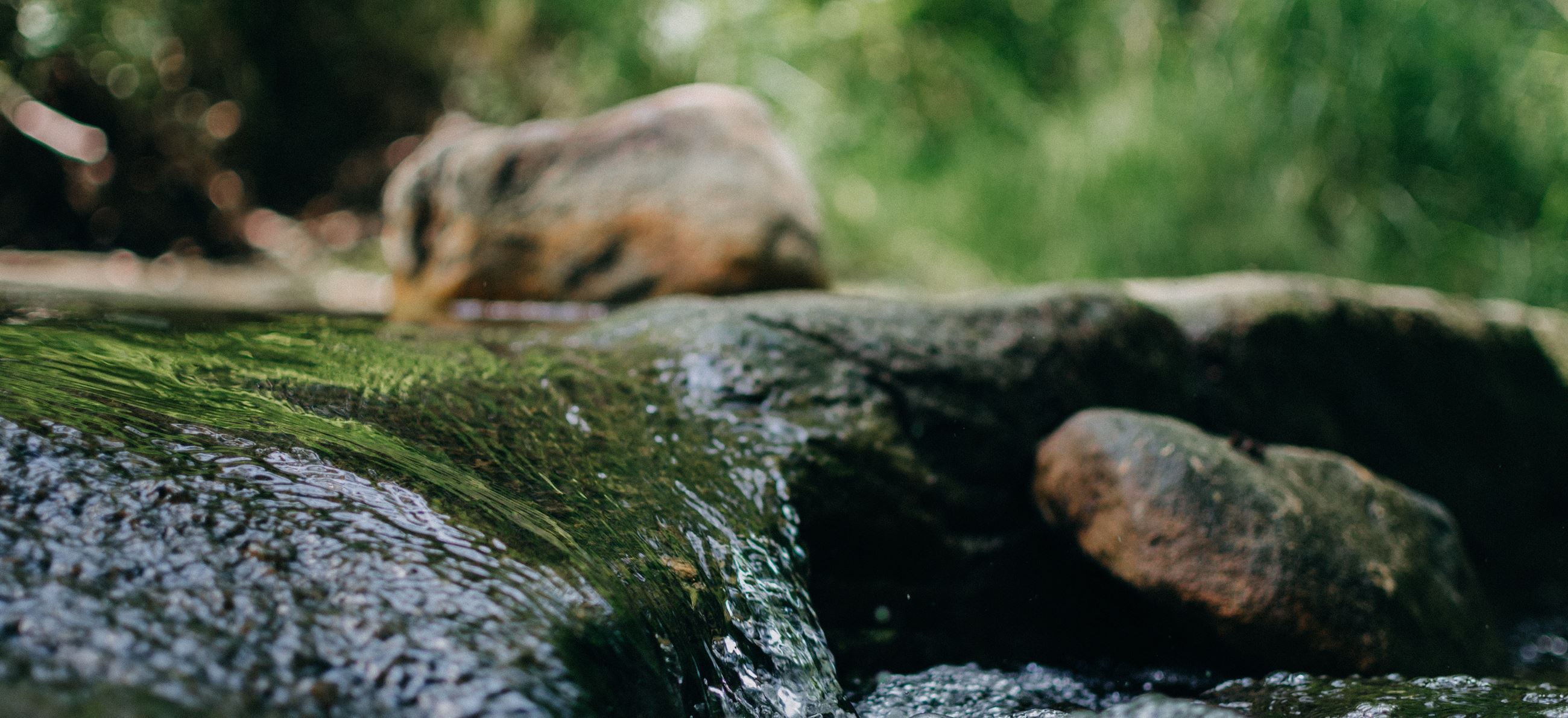 Riveer, Rocks, Plantlife