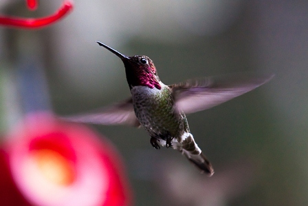 Hummingbird