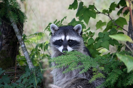 Raccoon