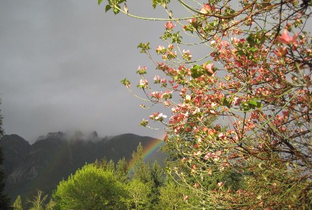Spring Rainbow